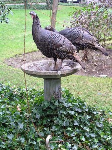 A couple of the turkey hens drinking from the bird bath