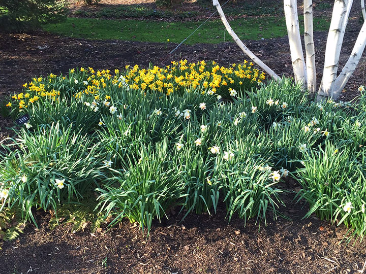 The daffodils are in bloom